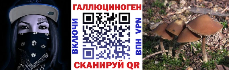 Псилоцибиновые грибы Psilocybe Апшеронск